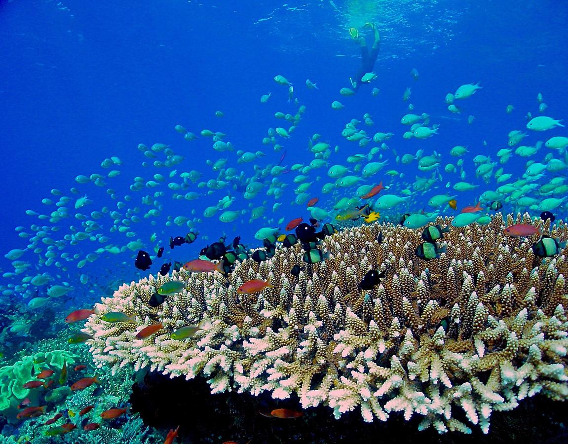 Mercure Maldives Kooddoo Resort 4.jpg (1)