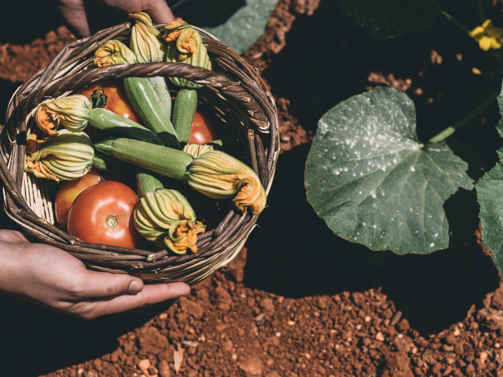 102344422 - Stella Island Luxury Resort & Spa.jpg