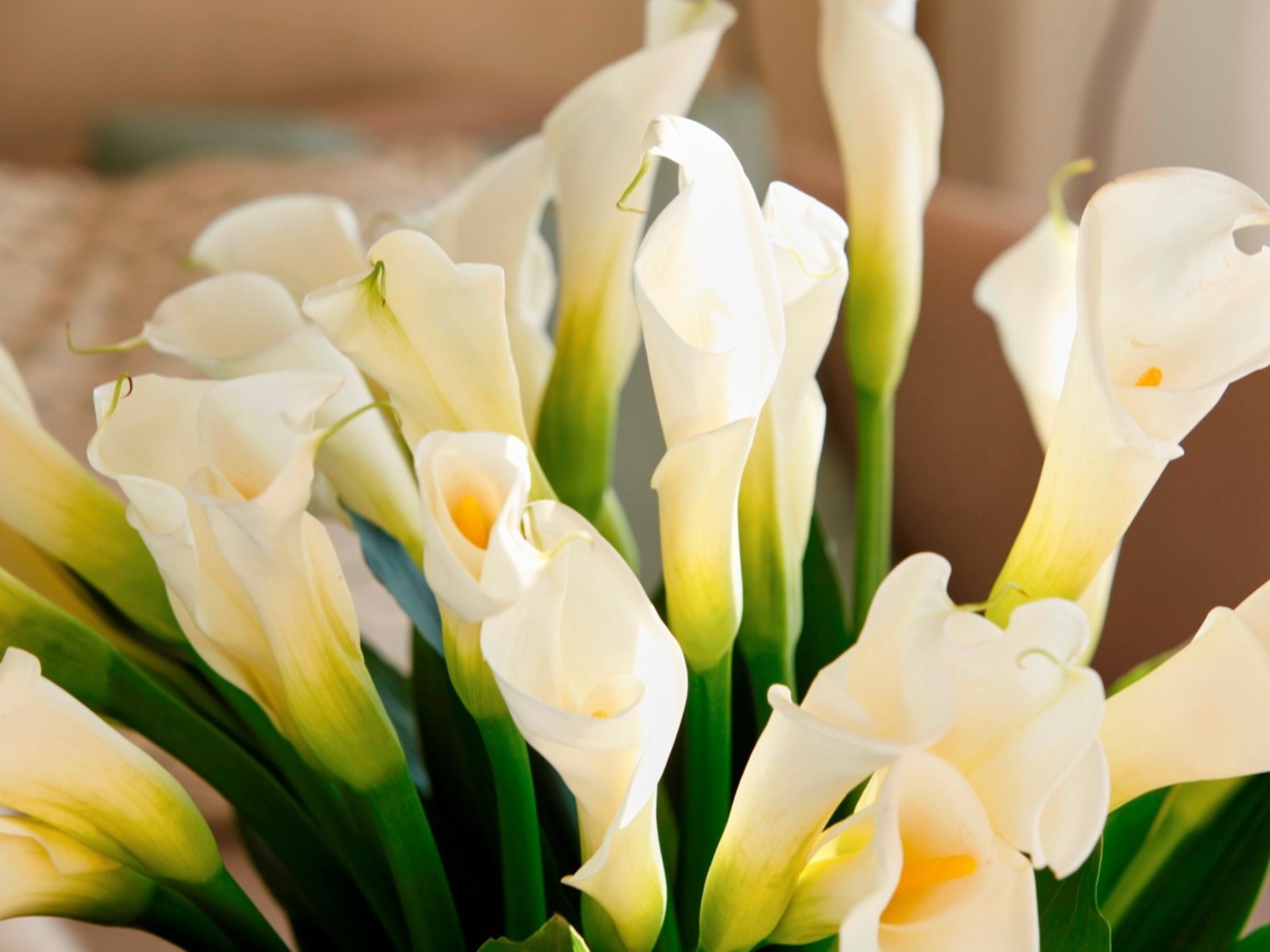 041 - Sani Dunes Hotel.jpg