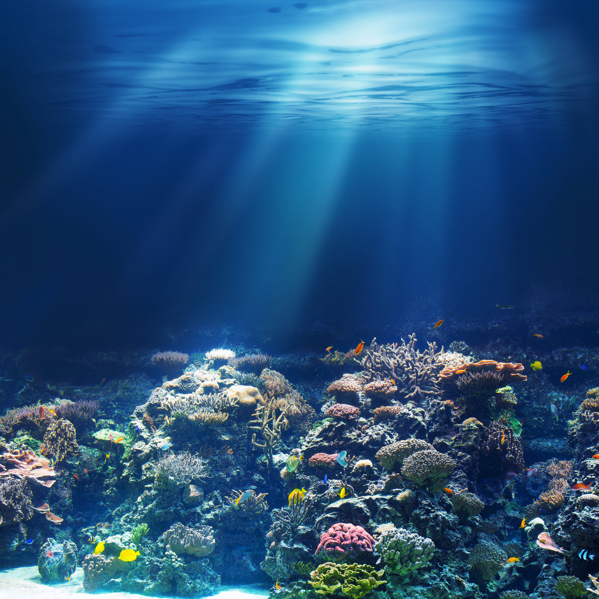 86629178 - Milaidhoo Island.jpg