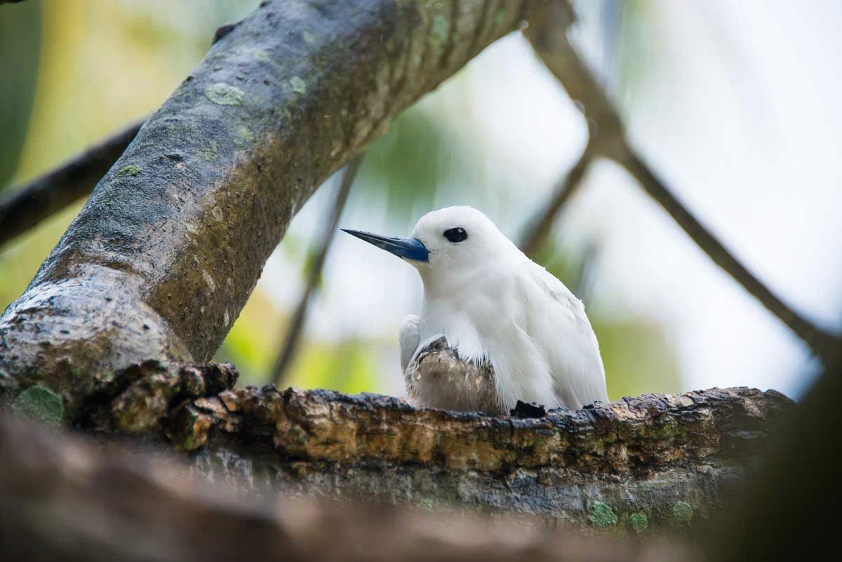 Denis Private Island · Naturschutz & Vogelwelt