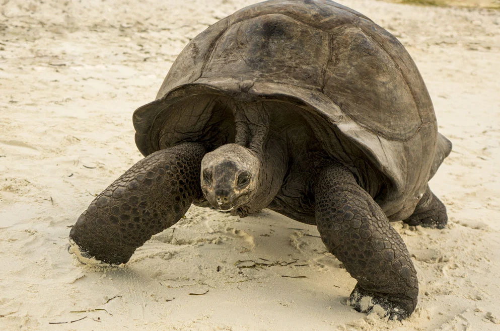 Denis Private Island · Schildkröten auf Denis